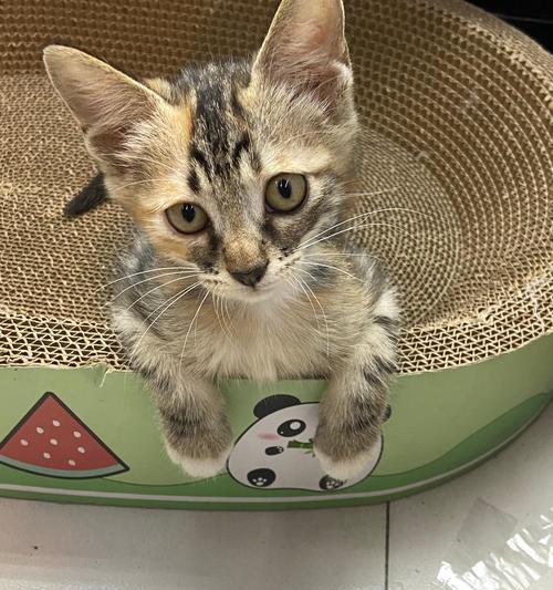 狸花猫（探寻狸花猫鲜为人知的特点与魅力）