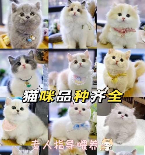 拉布拉多小狗的适宜购买时机（了解合适购买拉布拉多小狗的时间和条件）