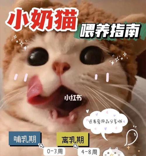 如何喂养和训练小奶猫（细致入微的方法教你训练小奶猫吃猫粮）