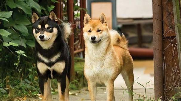 探寻田园犬世界中的七彩色彩（颜色多样性中的田园犬，你最喜欢哪一种？）