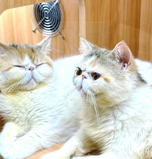 它们需要多久才能认家？（猫咪归属感的培养及时间节点分析）