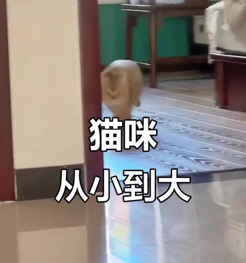 从小奶猫到成年猫需要的时间有多久？（探寻猫咪成长的奥秘，一起来看小奶猫成长的时间轴）