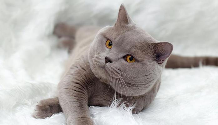 英短猫的优点与缺点（探究英短猫的一些不足与考量）