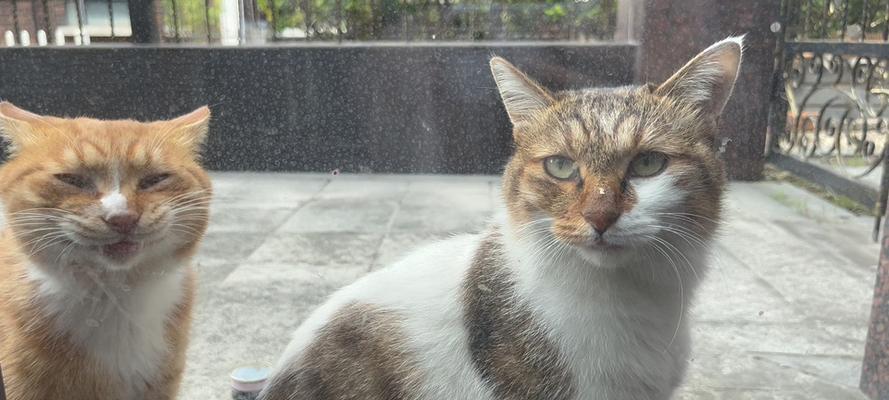 相面猫（探索猫相术的十二要与顶级好猫的标配）