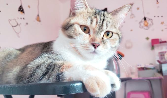 猫咪绝育全麻后的恢复时间及注意事项（绝育手术）