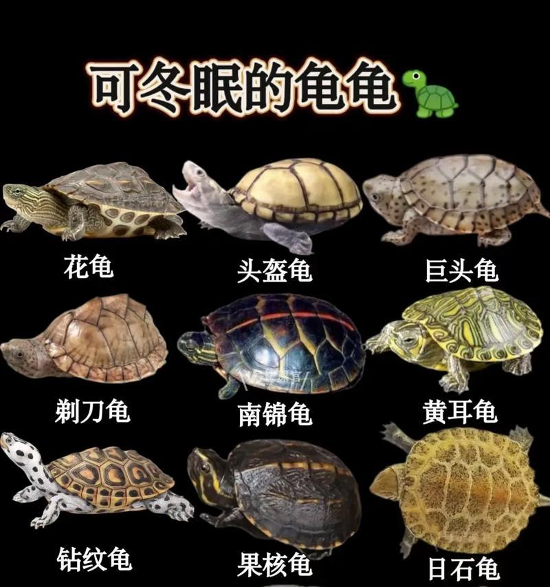 乌龟究竟能不吃不喝多久？（揭秘乌龟的饮食奥秘与生存能力）