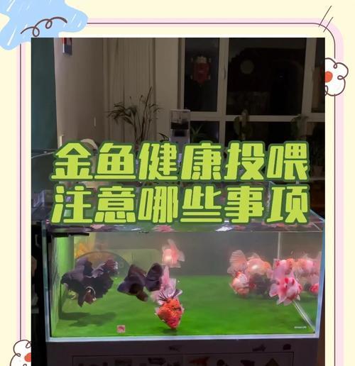 以兰寿金鱼（以兰寿金鱼的饥饿耐力及其影响因素）