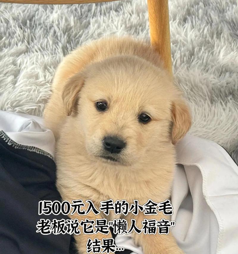 幼犬金毛睡眠时间研究——睡眠习惯与健康（探究幼犬金毛睡眠时间的合理性和影响因素）