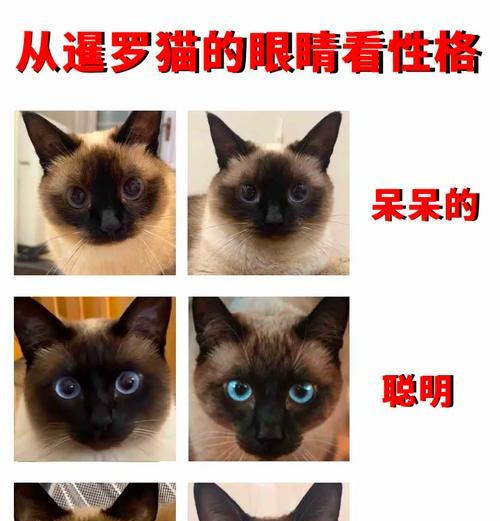 暹罗猫（探索暹罗猫的优缺点和性格特点）