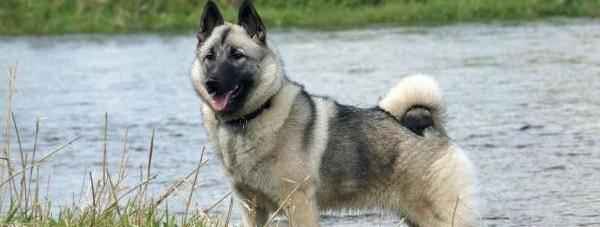 世界最大的猛犬排行榜（巨型犬种中的狼猎士）