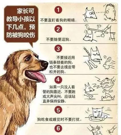 流浪狗咬伤人，迅速处理至关重要（被流浪狗咬伤后的第一时间处理措施与注意事项）