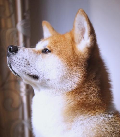 秋田犬（探秘秋田犬成长过程中的体重飙升现象）