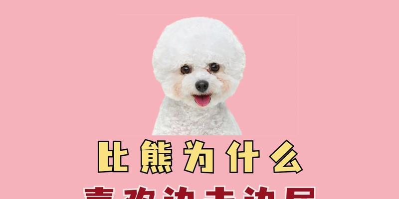 比熊多久尿一次？寻找尿频之谜（揭秘比熊尿频间隔及可能的原因）