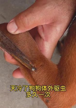 狗狗吃完驱虫后多久才会排出虫体？（了解狗狗驱虫的时间周期及注意事项）