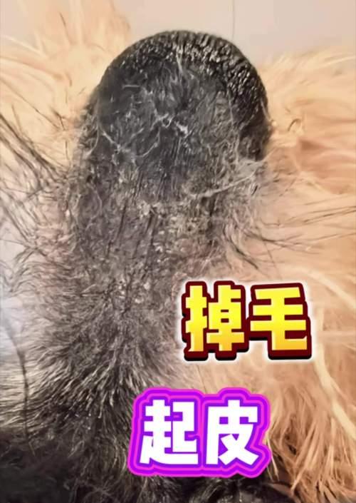 选择不掉毛的型犬，给你一个干净整洁的家（了解不掉毛的型犬，让您的生活更轻松）