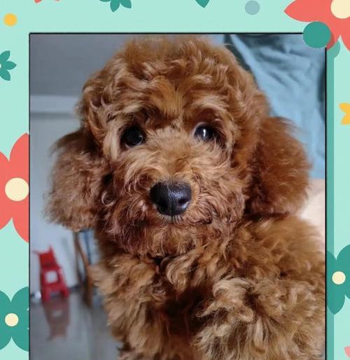 饲养泰迪犬需投入多少资金？（泰迪犬的花费及养育要点）
