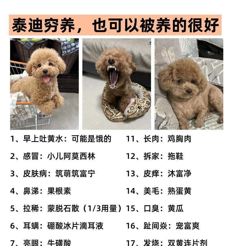 月均300，如何低成本养狗狗？（经济实惠的狗狗养育攻略，让你用少量金钱打造幸福的伙伴生活）