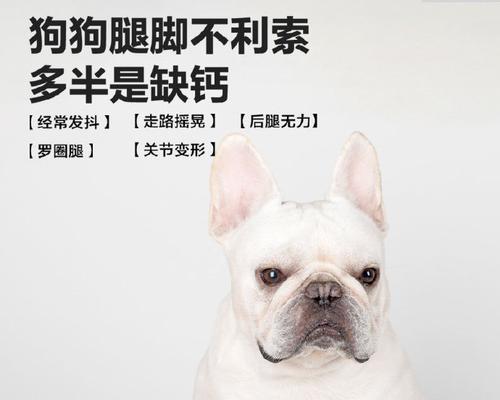 狗狗钙片（维护狗狗健康，钙片是不可或缺的）