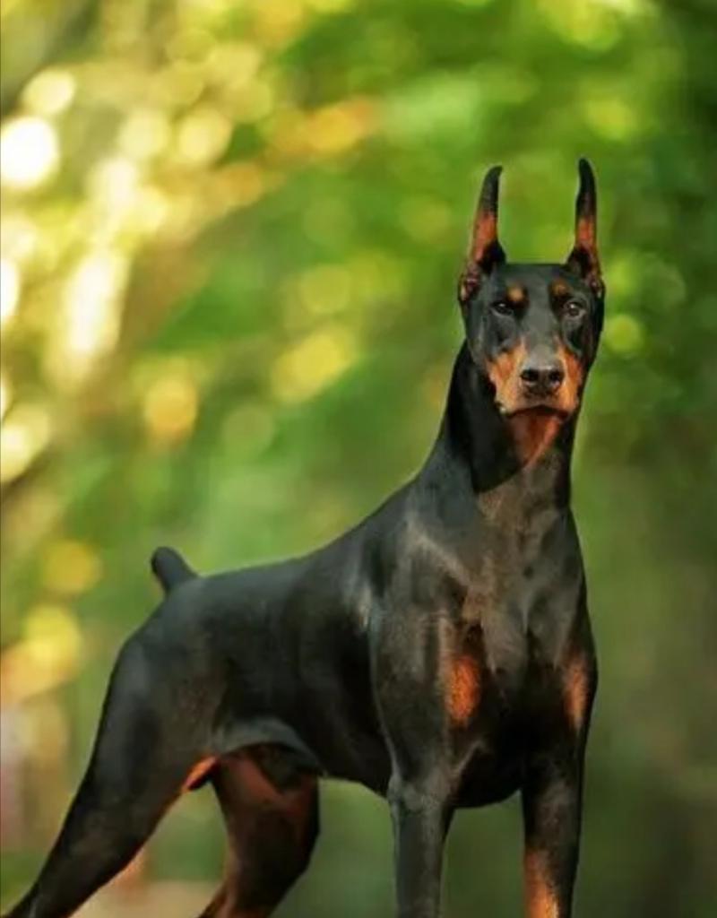 杜宾犬（了解杜宾犬的身体结构与特点）