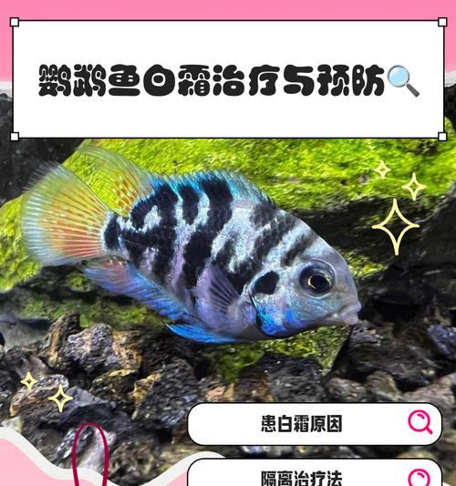 缸养金鱼白色霜状治疗方法（金鱼白色霜状的成因及有效治疗方法）