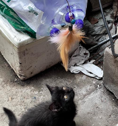 最黏人的猫咪介绍（探寻猫界中最亲人的品种）