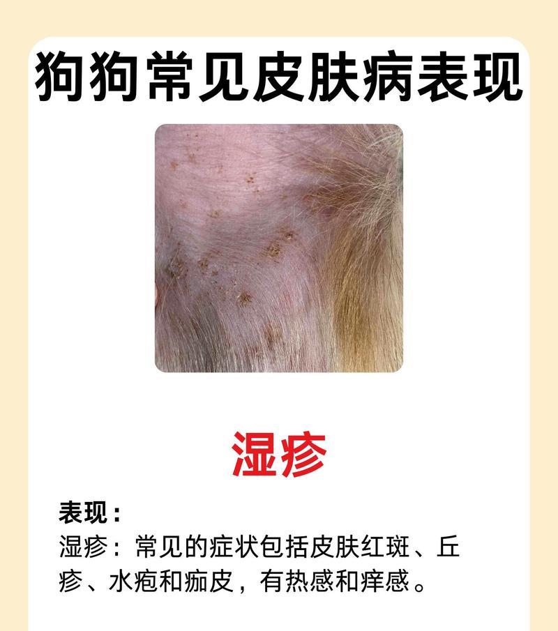 狗狗会感染哪些细菌？（揭开狗狗感染细菌的真相与预防方法）
