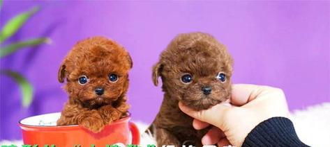 茶杯犬（揭秘茶杯犬的由来和受欢迎的原因）
