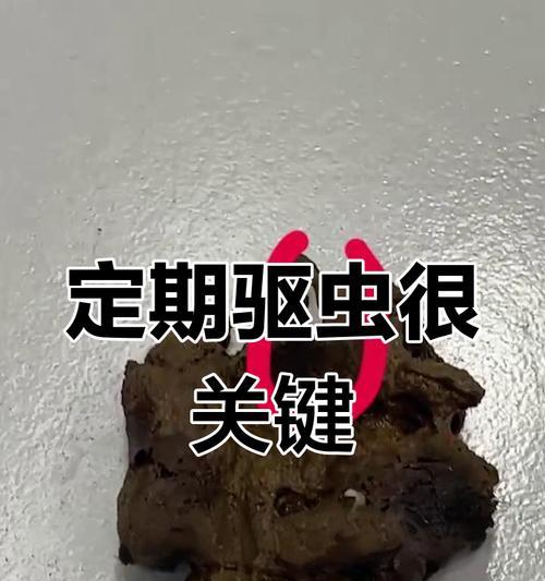 了解犬寄生虫，保护人与犬的健康（探索犬寄生虫的种类、传播途径以及预防方法）