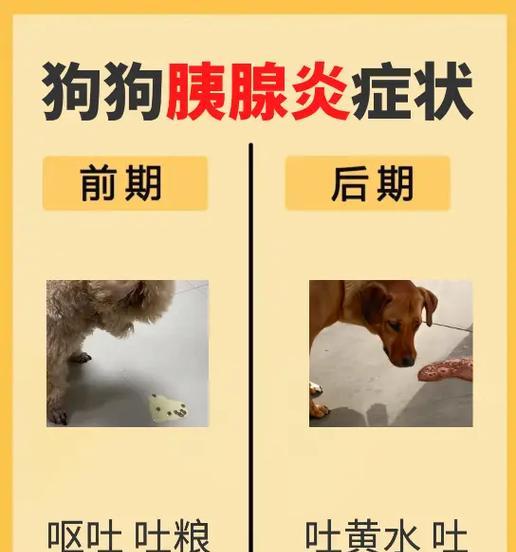 了解狗结肠炎的症状及治疗方法（探索狗结肠炎的主要症状和有效治疗方法）