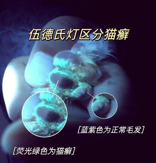 以轻微猫癣治多久？（猫癣治疗时间需注意的关键点）