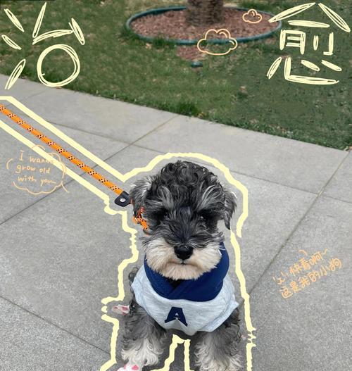 雪纳瑞幼犬出门时间规划（合理安排幼犬的户外活动时间，）
