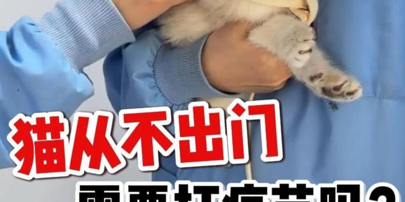 猫咪疫苗接种时间和注意事项（选择适当的时间给猫咪接种疫苗，确保健康）
