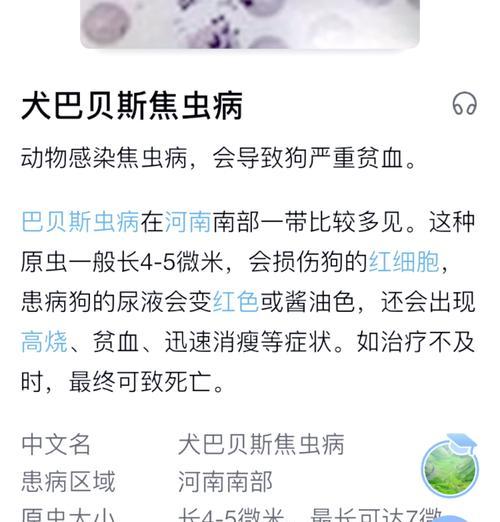 狗狗驱虫后多久才能洗澡？（科学指导，为宠物提供最佳护理）