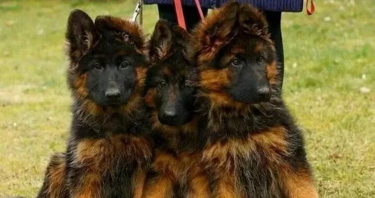 以军犬（了解以军犬的品种和特点）