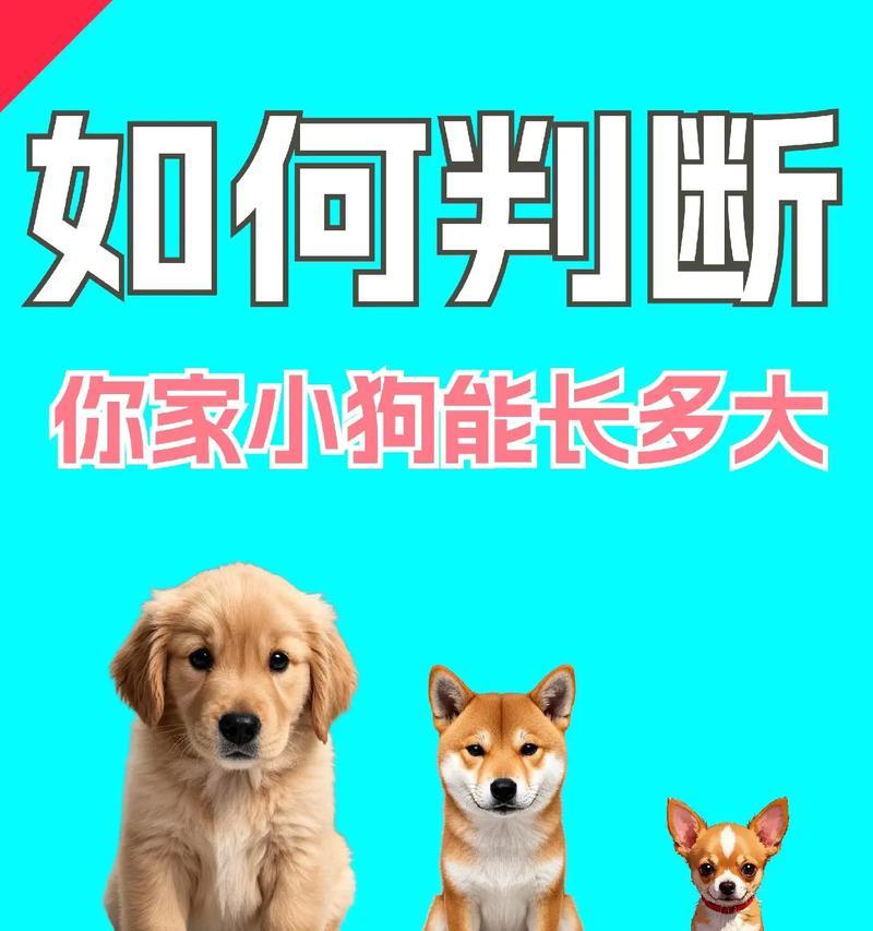 如何判断狗狗怀孕？（了解狗狗怀孕的主要表现及判断方式）