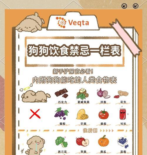 幼犬泰迪的喂食频率及注意事项（探讨幼犬泰迪的饮食安排和营养需求）