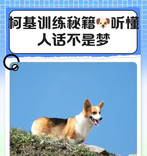 养柯基不可承受之重（如果接受不了这些，一定不要养柯基）