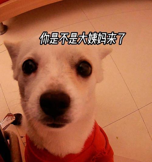 哪些狗狗会来姨妈？（探秘狗狗的生理现象——姨妈）