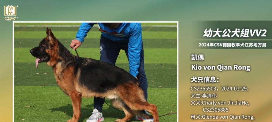 德牧价格及训练技巧（了解德牧价格和有效训练德牧犬的方法）