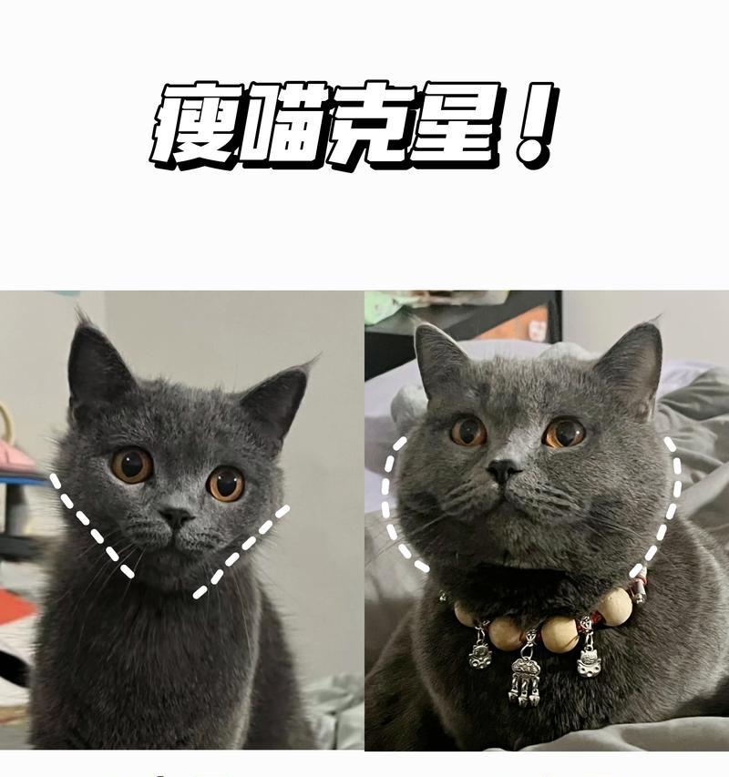 探究猫咪消瘦的原因（了解为什么你的猫咪变瘦了）