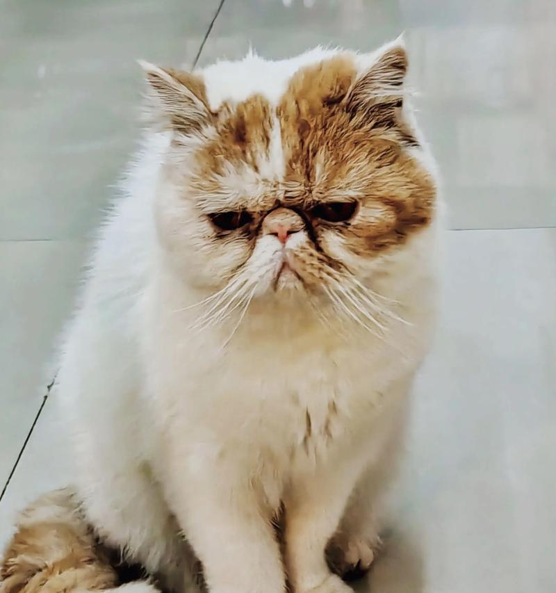 加菲猫（加菲猫的价格、养殖难度与市场需求）