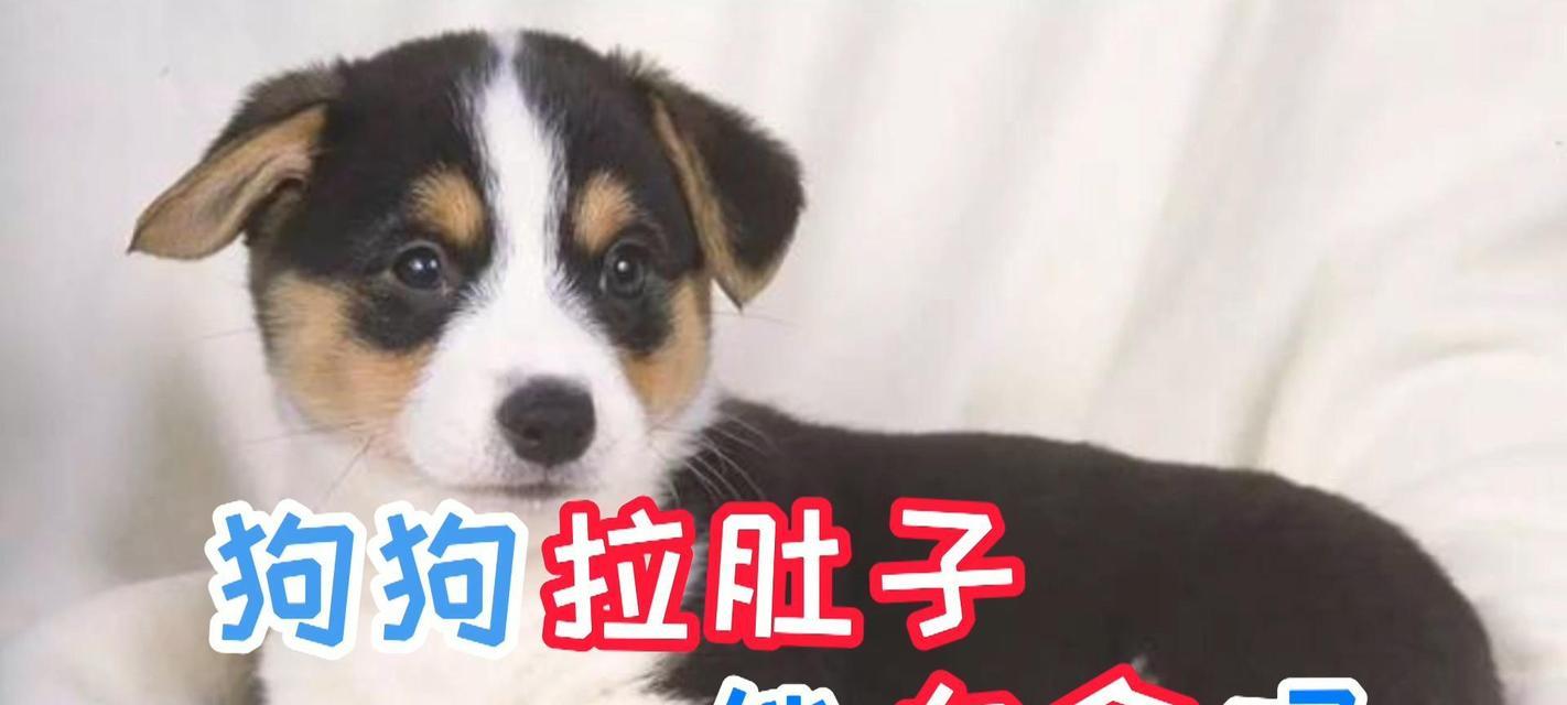 狗狗拉肚子能饿多久？（饮食管理对狗狗拉肚子的影响及应对策略）