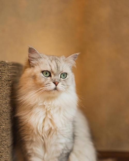 8种性格好的猫咪，让你爱不释手（探索最适合你的伴侣，这8种猫咪性格绝对超群）