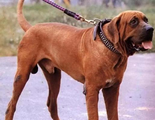 禁养的10种危险犬类（探讨世界各地通常被禁养的犬类，确保城市居民的安全与和谐）