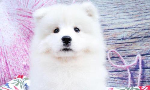 了解萨摩耶犬的性格和市场价（温柔友善的伴侣——萨摩耶犬，以及它们的市场价）