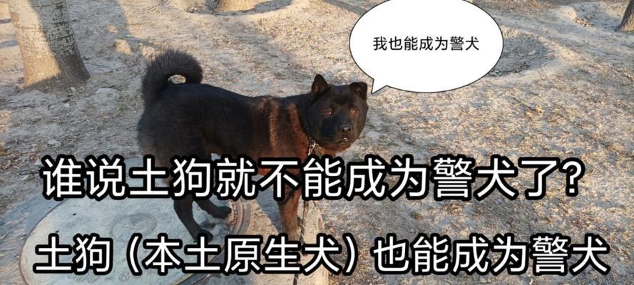 中华田园犬（中国本土犬种的代表，保护与发展关键所在）
