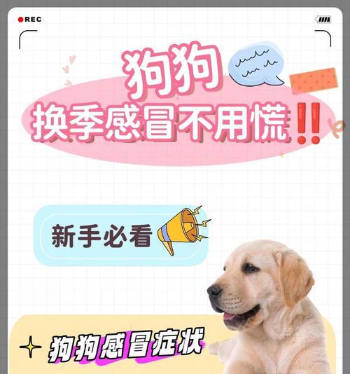 狗感冒的康复时间和方法剖析（狗感冒康复时间）