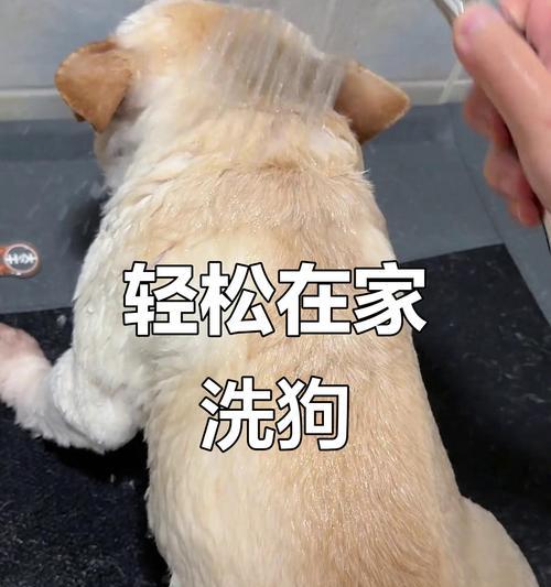 宠物狗术后多久可以洗澡？（了解适当的恢复期和洗澡注意事项）