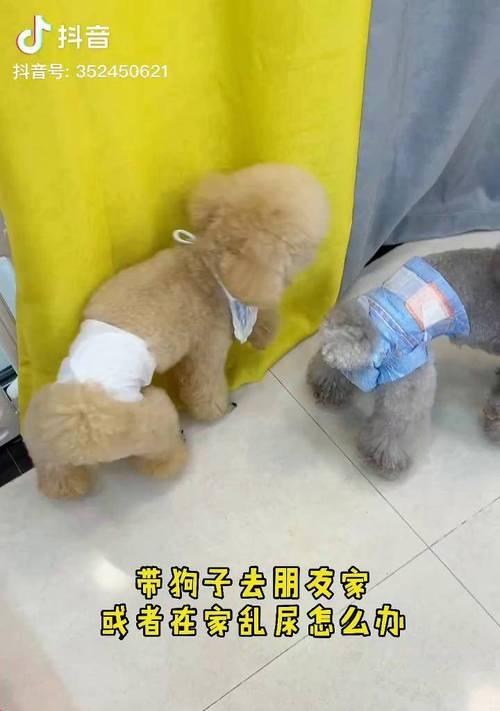 狗喝完水后多久尿出来？（了解狗的排尿时间，促进健康生活）