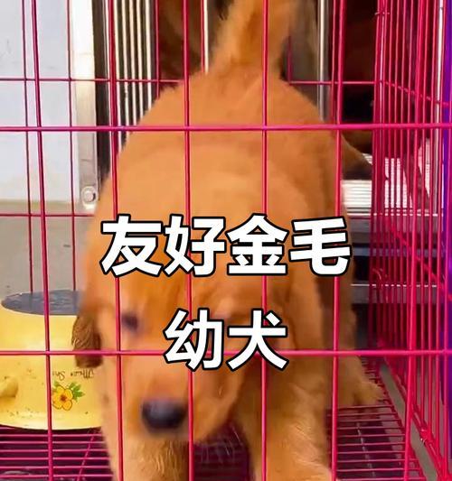 如何鉴别健康金毛幼犬（选择健康可爱的金毛宝宝，为你带来无尽的快乐）